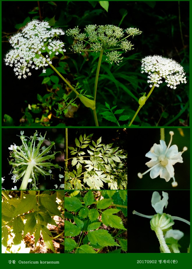 26-강활 0902-2017 오대산명개리 (한)29