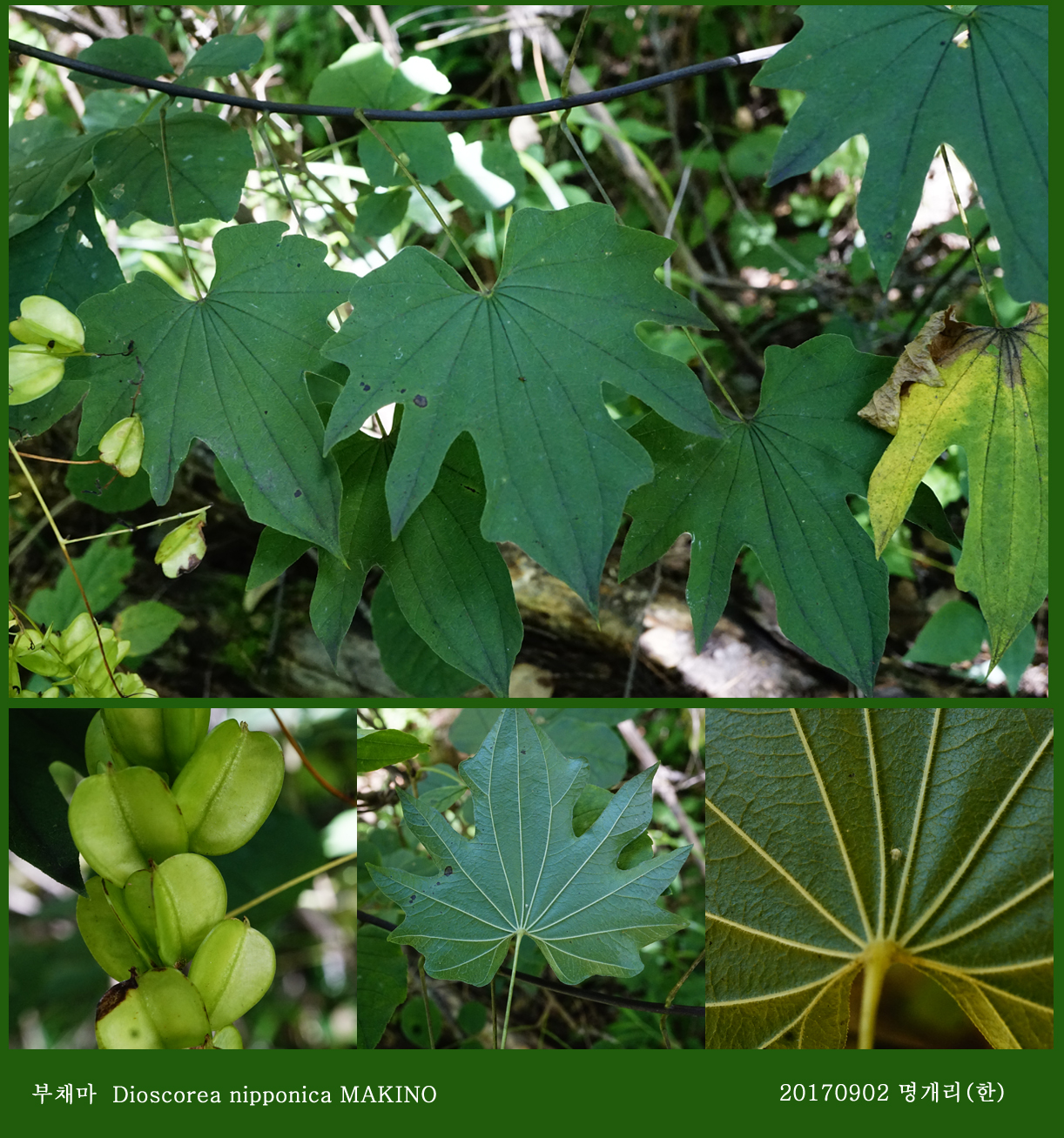 27-부채마 0902-2017 오대산명개리 (한)10