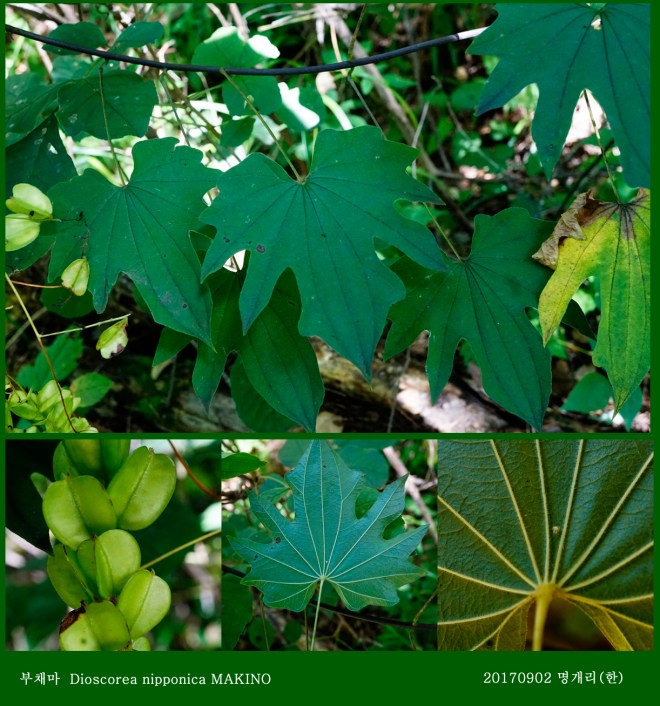 27-부채마 0902-2017 오대산명개리 (한)10