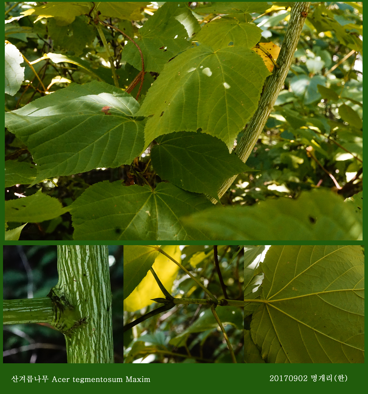 28-산겨릅나무 0902-2017 오대산명개리 (한)11