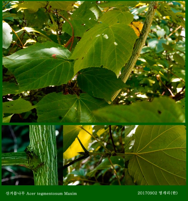 28-산겨릅나무 0902-2017 오대산명개리 (한)11