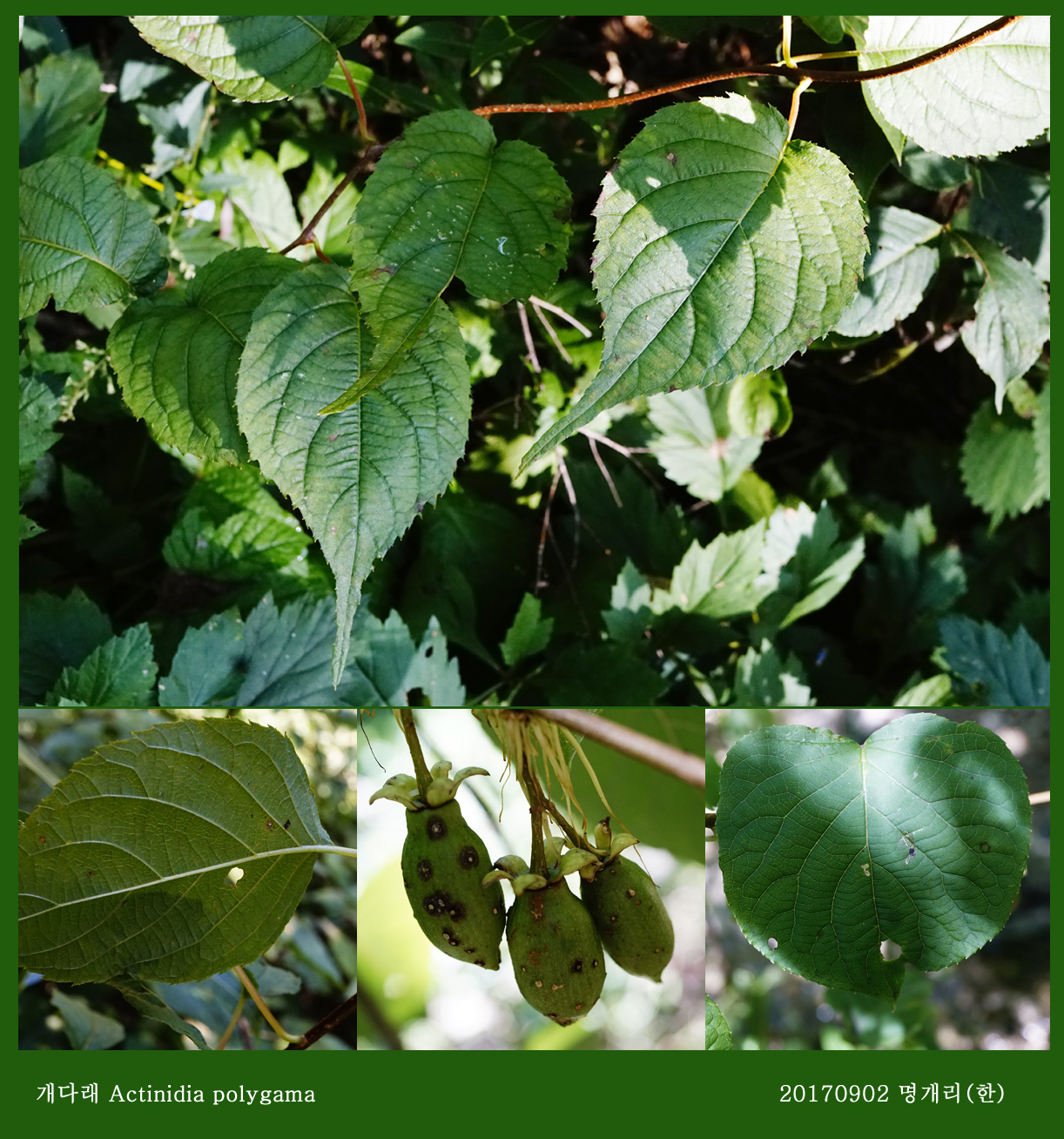 29-개다래 0902-2017 오대산명개리 (한)003