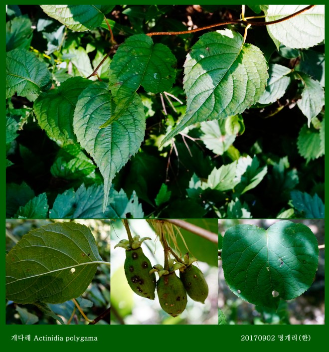 29-개다래 0902-2017 오대산명개리 (한)003