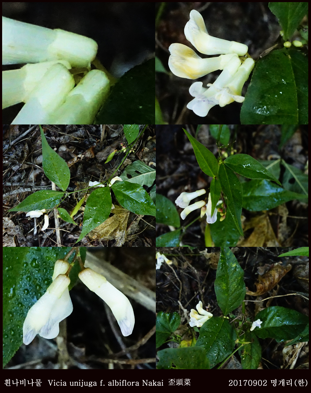 3-흰나비나물  0902-2017 오대산명개리 (한)001.jpg