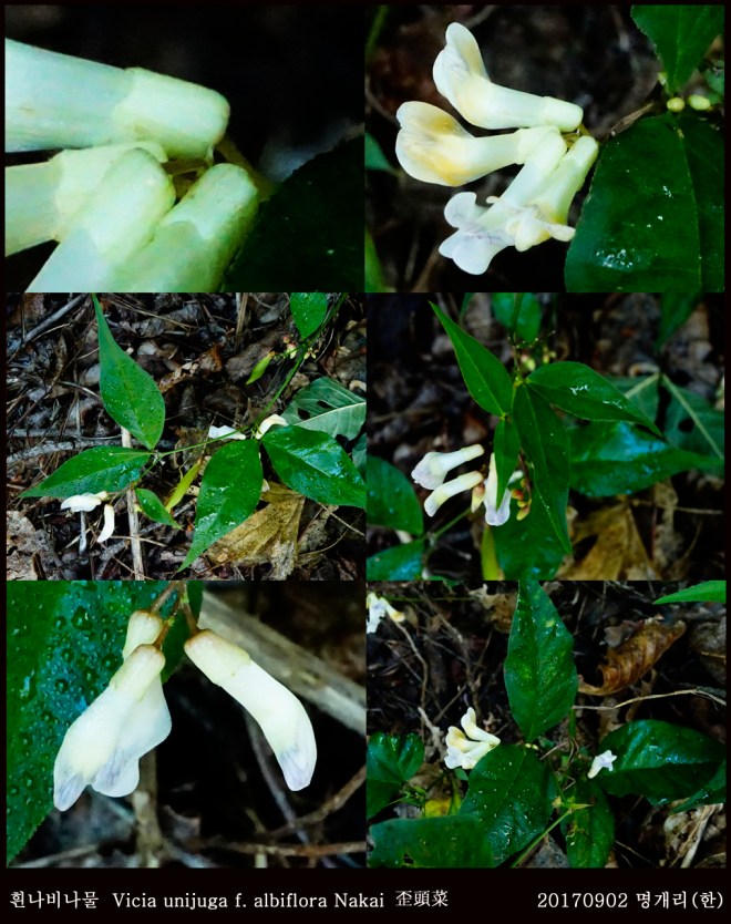 3-흰나비나물  0902-2017 오대산명개리 (한)001.jpg
