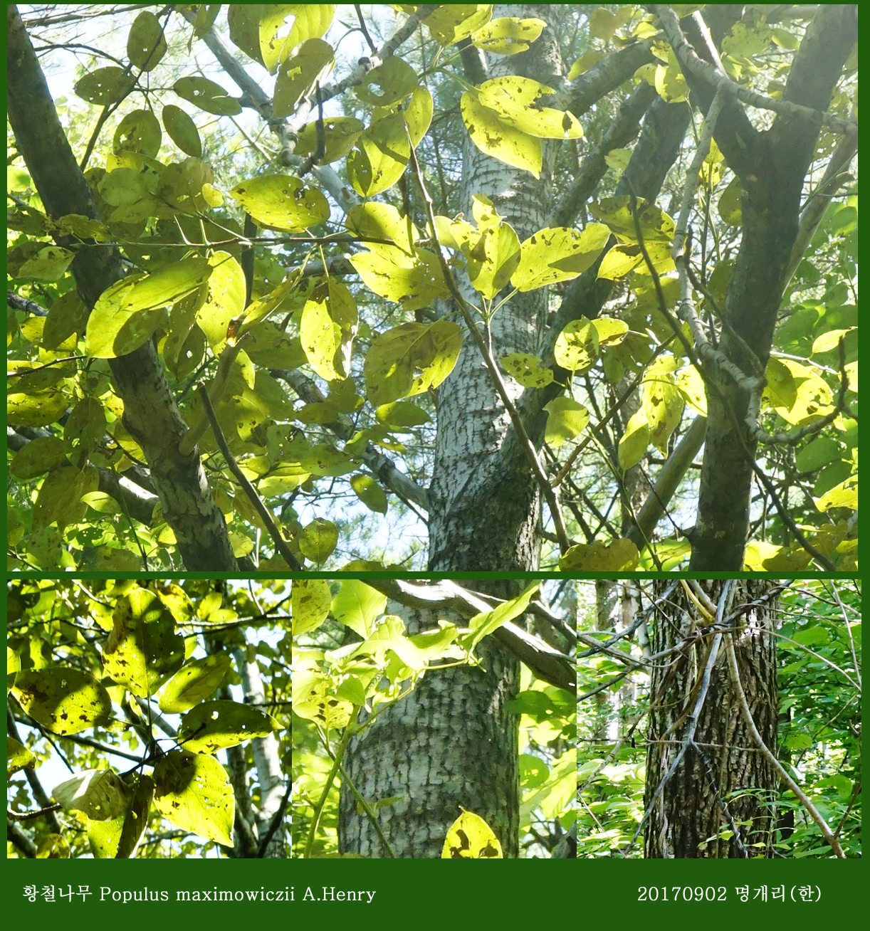 30-황철나무류 0902-2017 오대산명개리 (한)00007