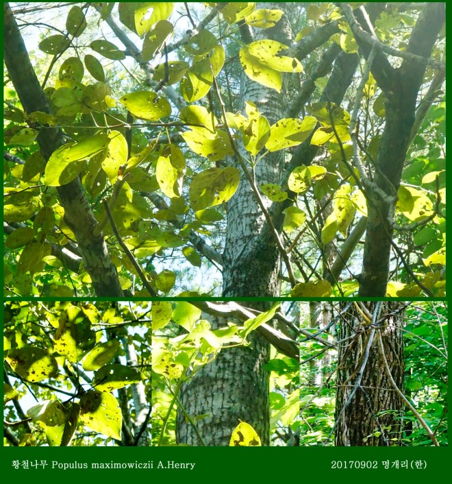 30-황철나무류 0902-2017 오대산명개리 (한)00007