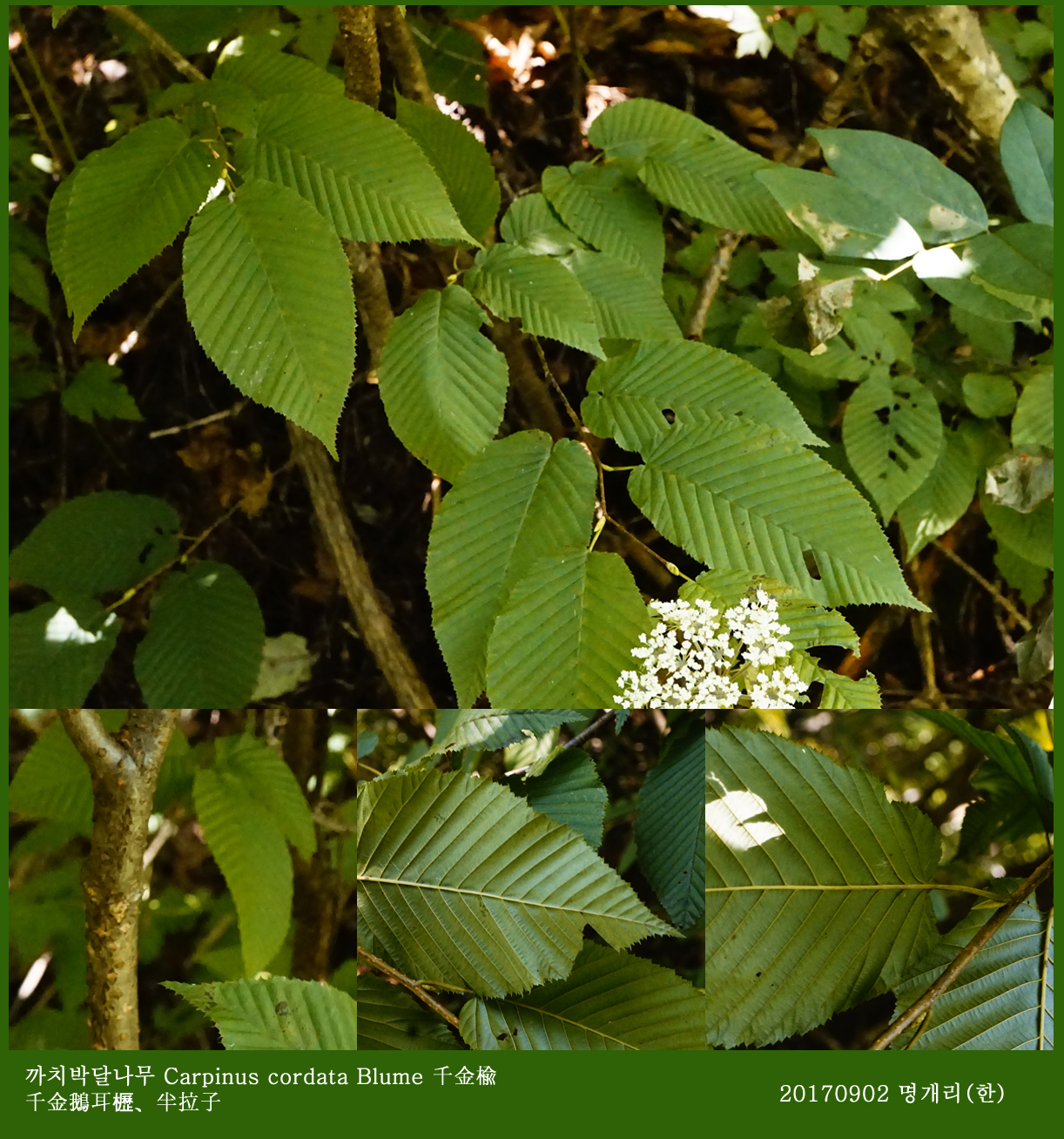 31-까치박달  0902-2017 오대산명개리 (한)00009.jpg