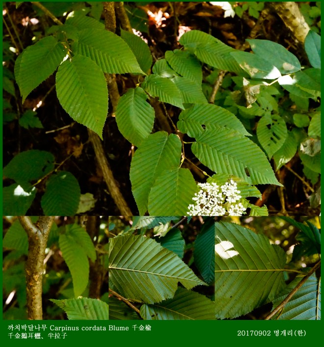 31-까치박달  0902-2017 오대산명개리 (한)00009.jpg