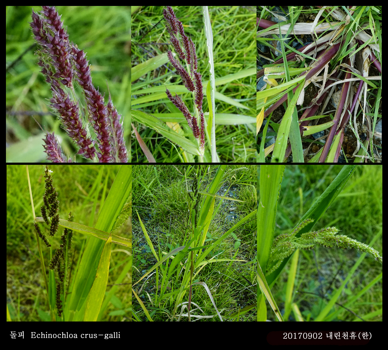 4-돌피  0902-2017 동홍천휴게소 (한)001.jpg