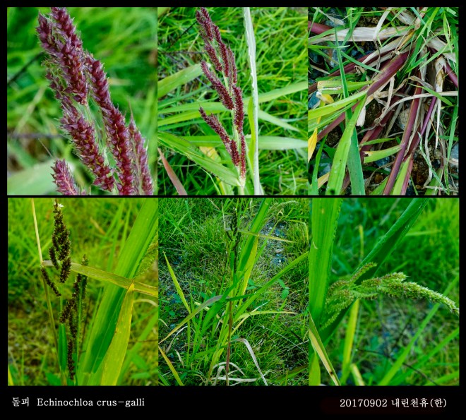 4-돌피  0902-2017 동홍천휴게소 (한)001.jpg