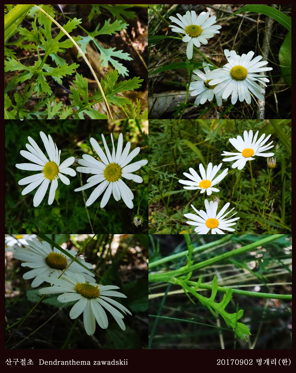 4-산구절초  0902-2017 오대산명개리 (한)008.jpg