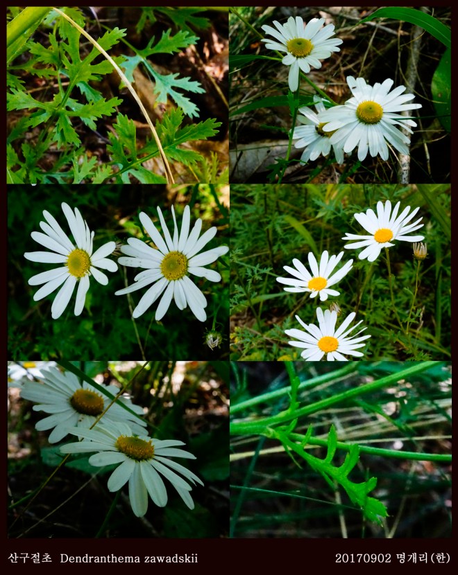 4-산구절초  0902-2017 오대산명개리 (한)008.jpg