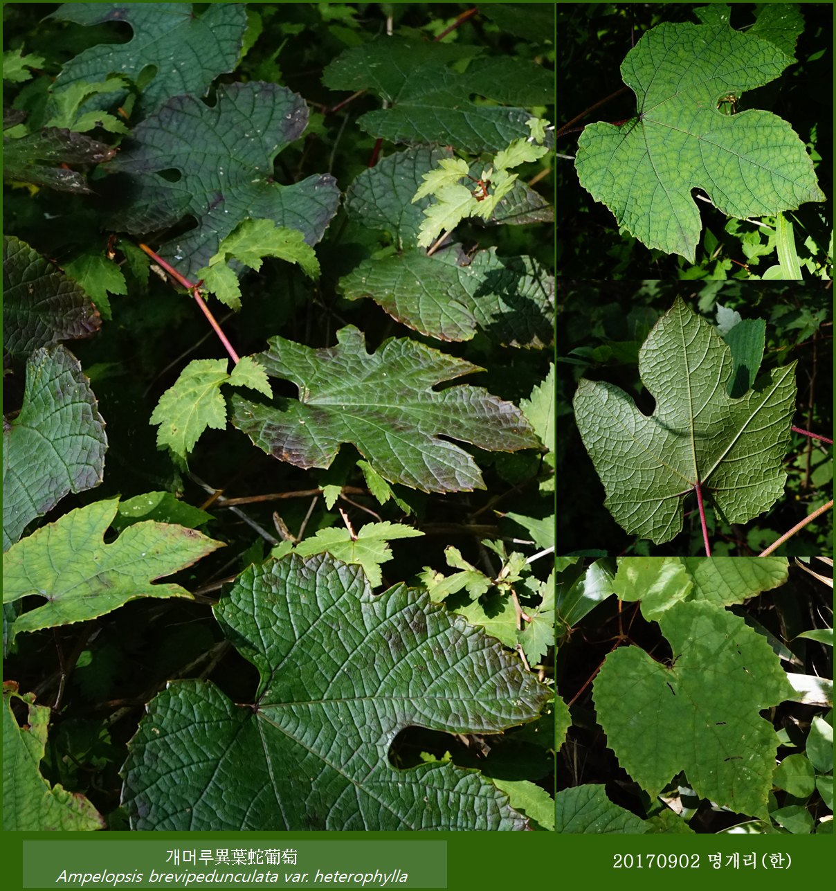 56-개머루 0902-2017 오대산명개리 (한)006