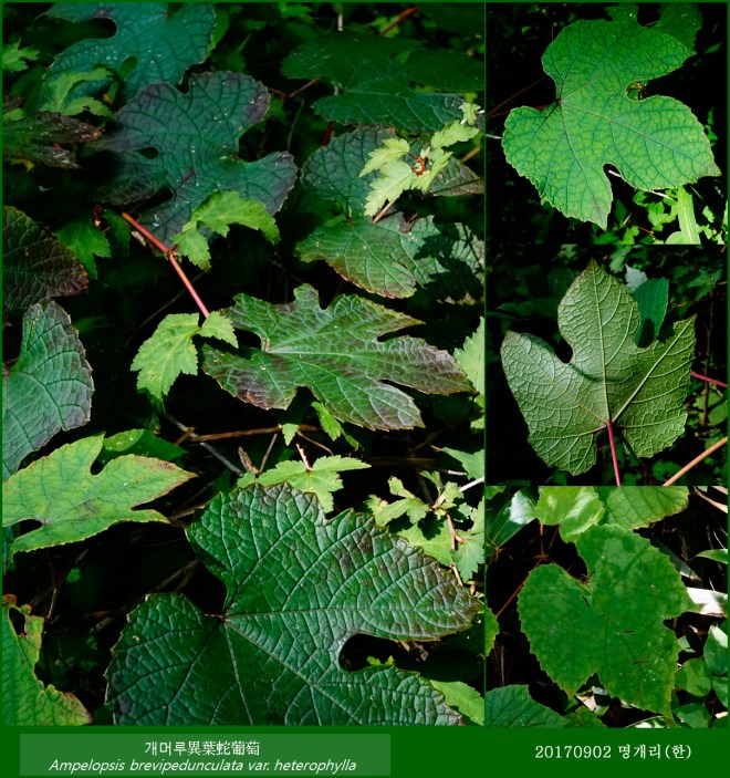 56-개머루 0902-2017 오대산명개리 (한)006