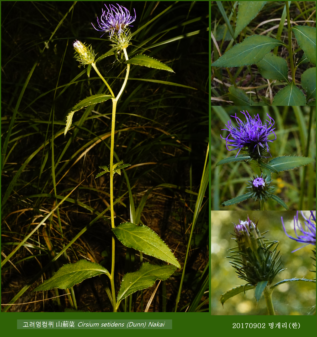 58-고려엉컹퀴 0902-2017 오대산명개리 (한)016