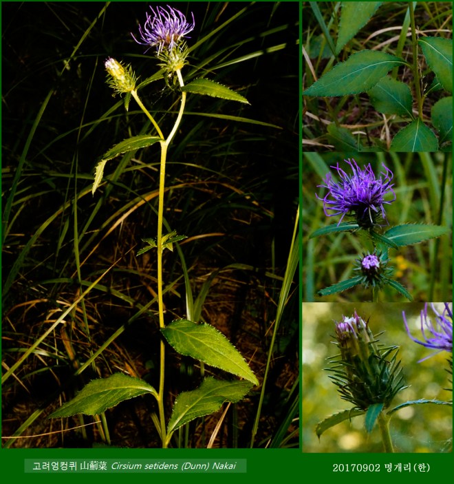 58-고려엉컹퀴 0902-2017 오대산명개리 (한)016