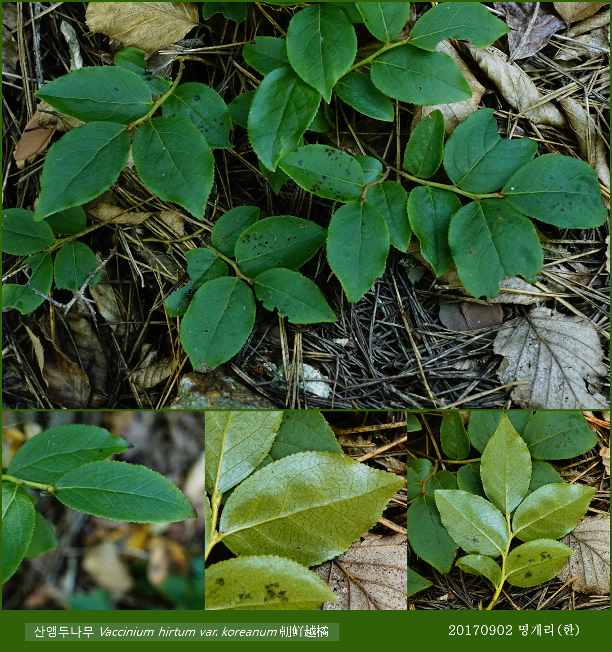 59-산앵도나무 0902-2017 오대산명개리 (한)001