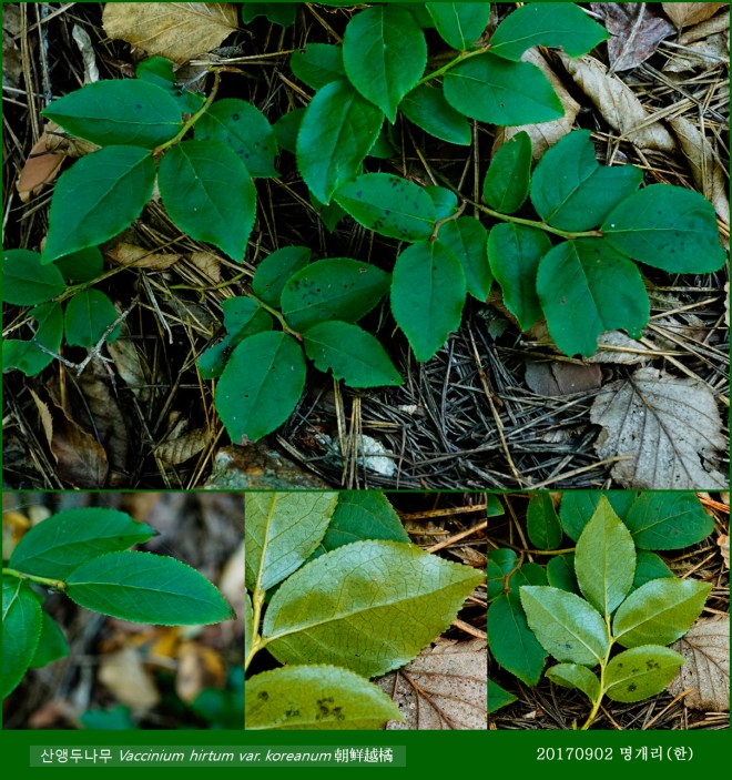 59-산앵도나무 0902-2017 오대산명개리 (한)001