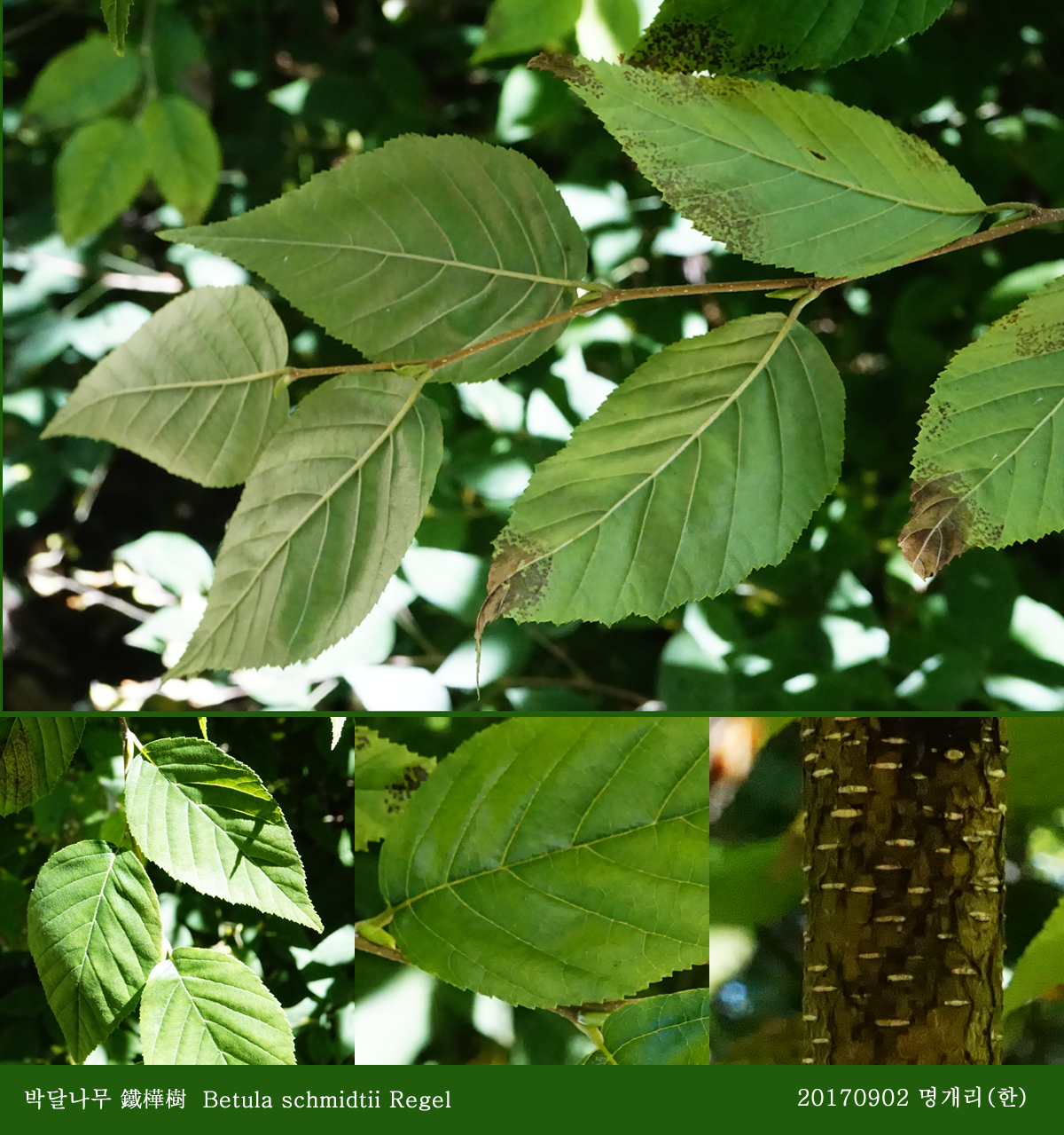 6-1 박달나무 0902-2017 오대산명개리 (한)07.jpg