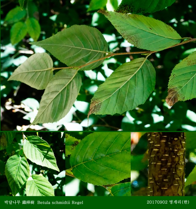 6-1 박달나무 0902-2017 오대산명개리 (한)07.jpg