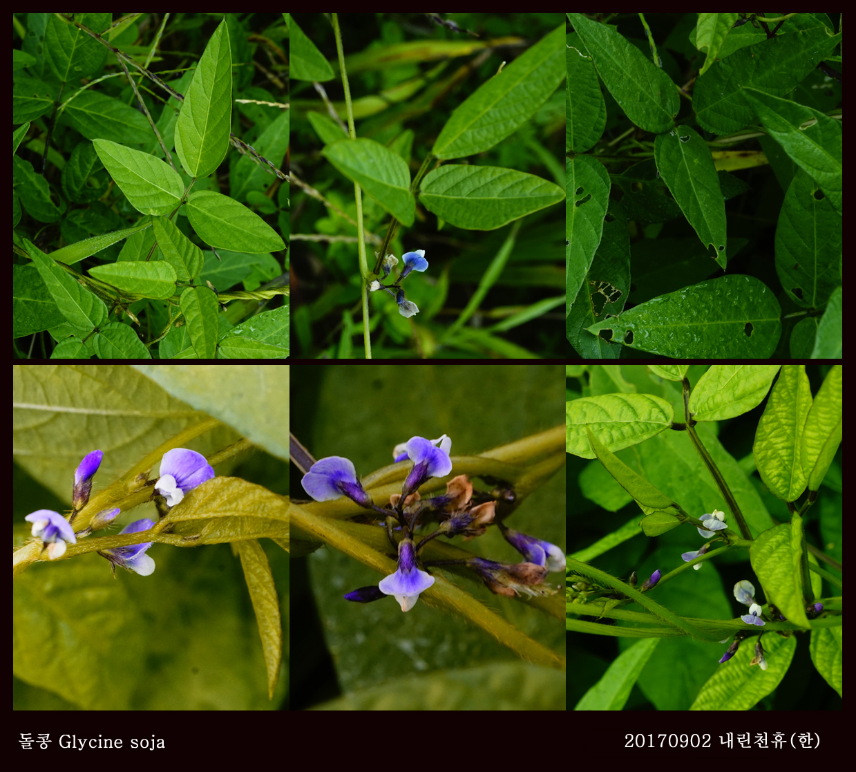 6-2돌콩 0902-2017 동홍천휴게소 (한)010.jpg