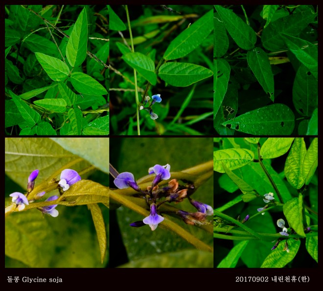 6-2돌콩 0902-2017 동홍천휴게소 (한)010.jpg