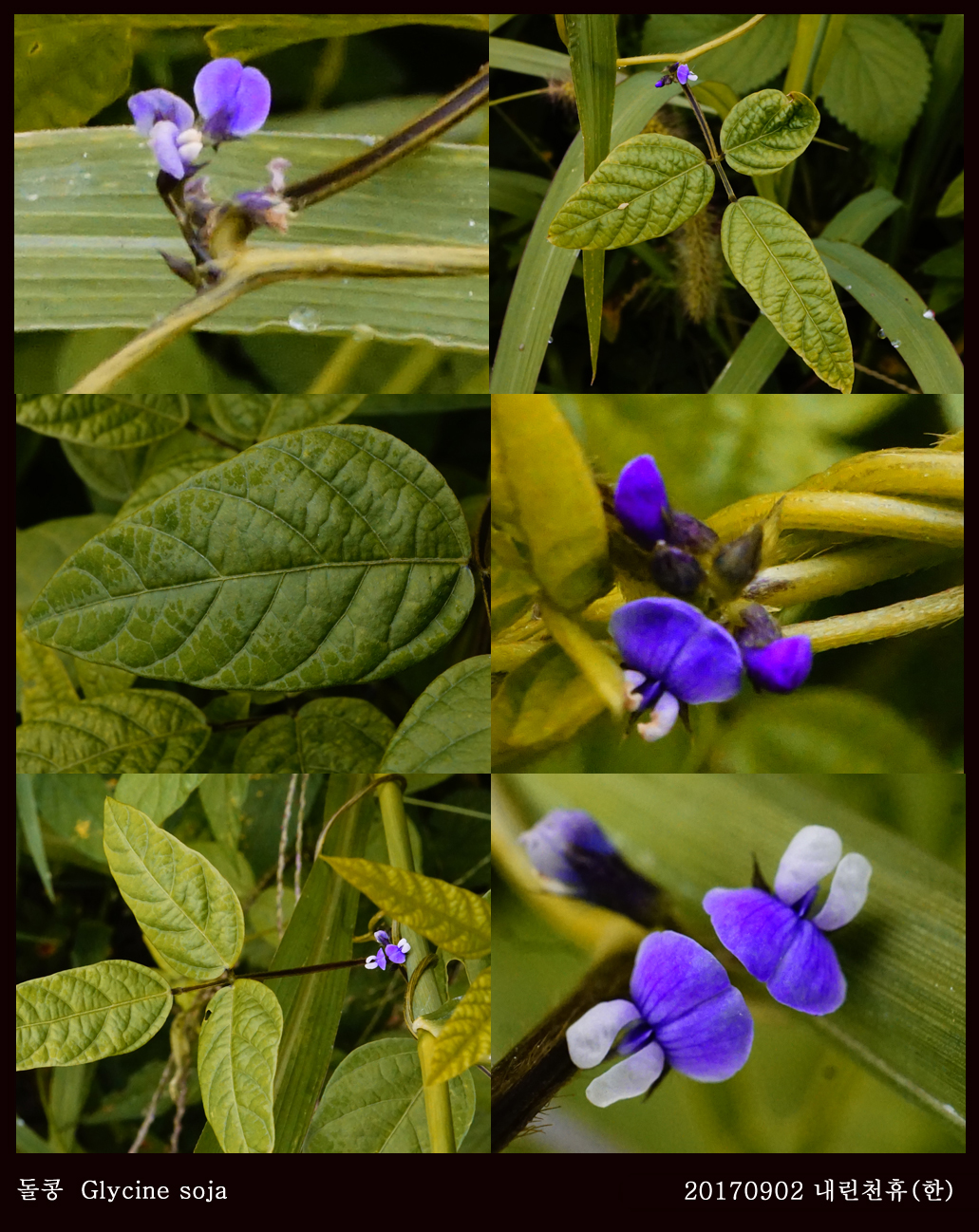 6 돌콩 0902-2017 동홍천휴게소 (한)010