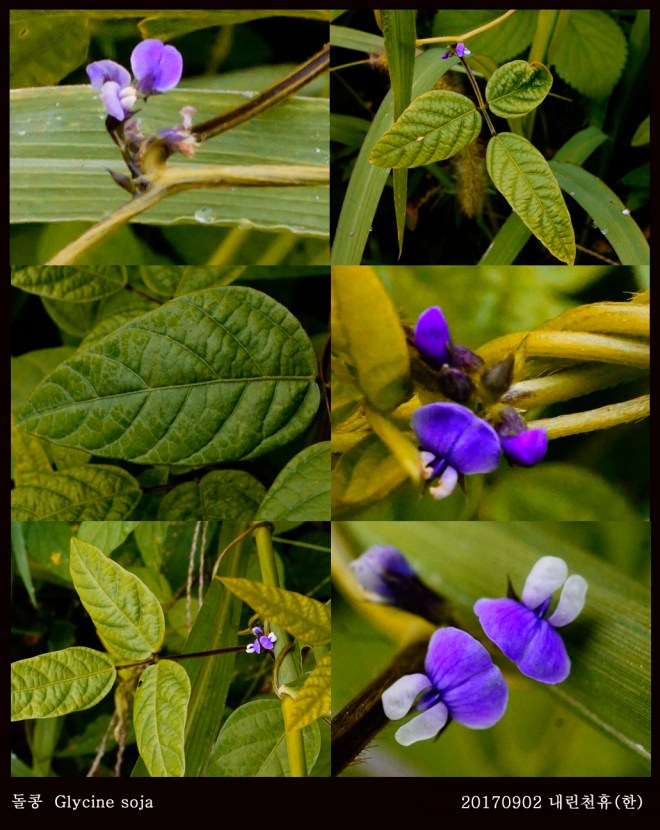 6 돌콩 0902-2017 동홍천휴게소 (한)010