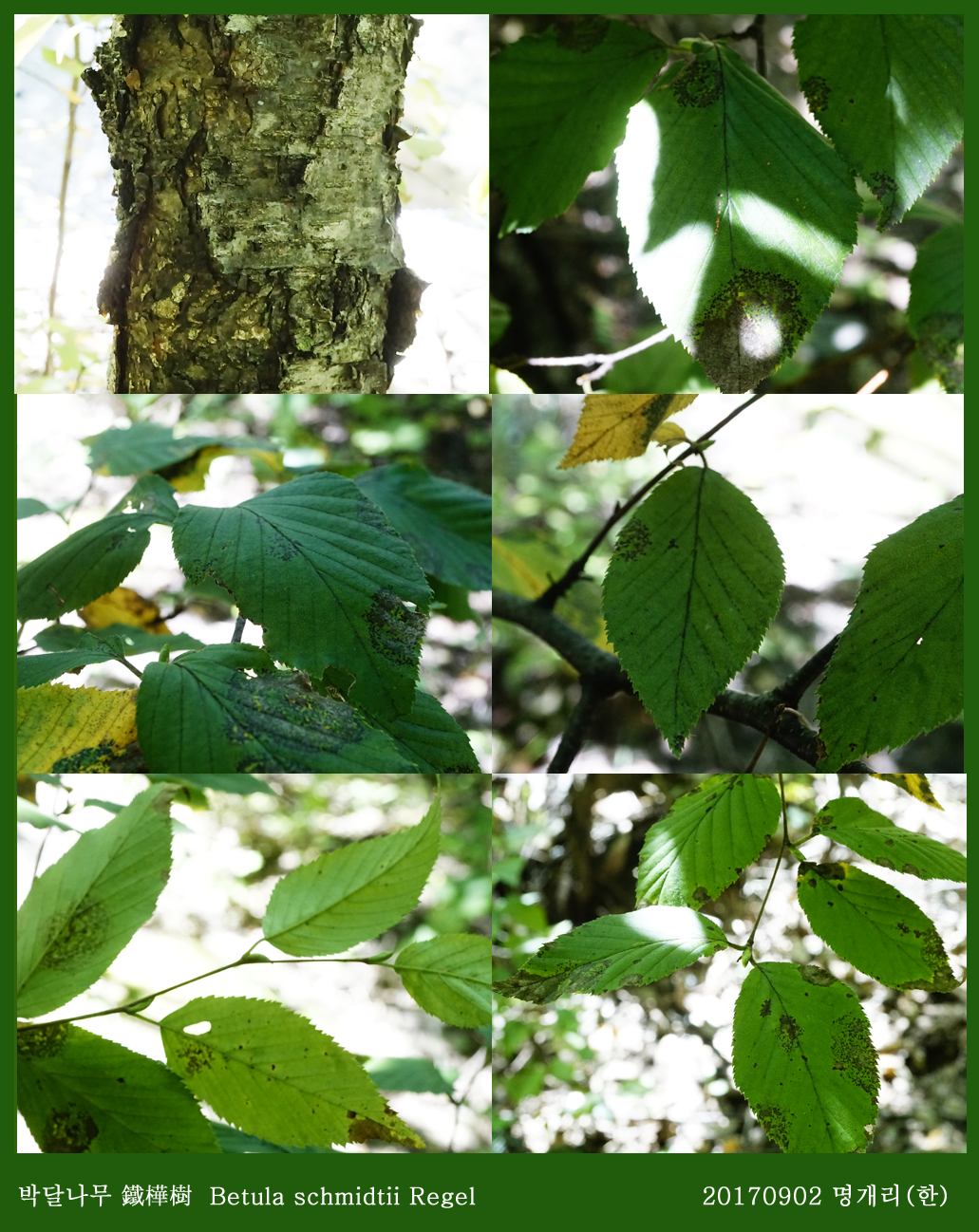 6-박달나무 0902-2017 오대산명개리 (한)002