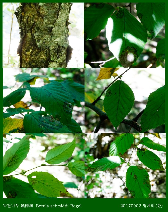 6-박달나무 0902-2017 오대산명개리 (한)002