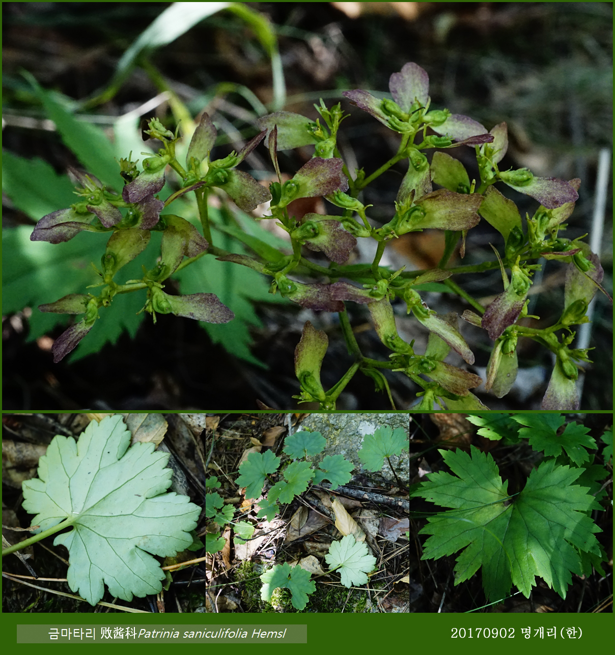 60-금마타리 0902-2017 오대산명개리 (한)018