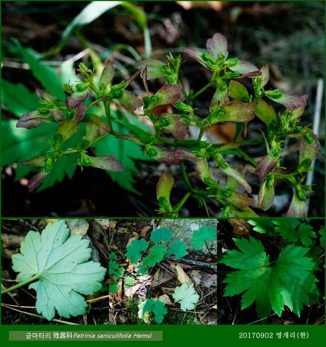 60-금마타리 0902-2017 오대산명개리 (한)018