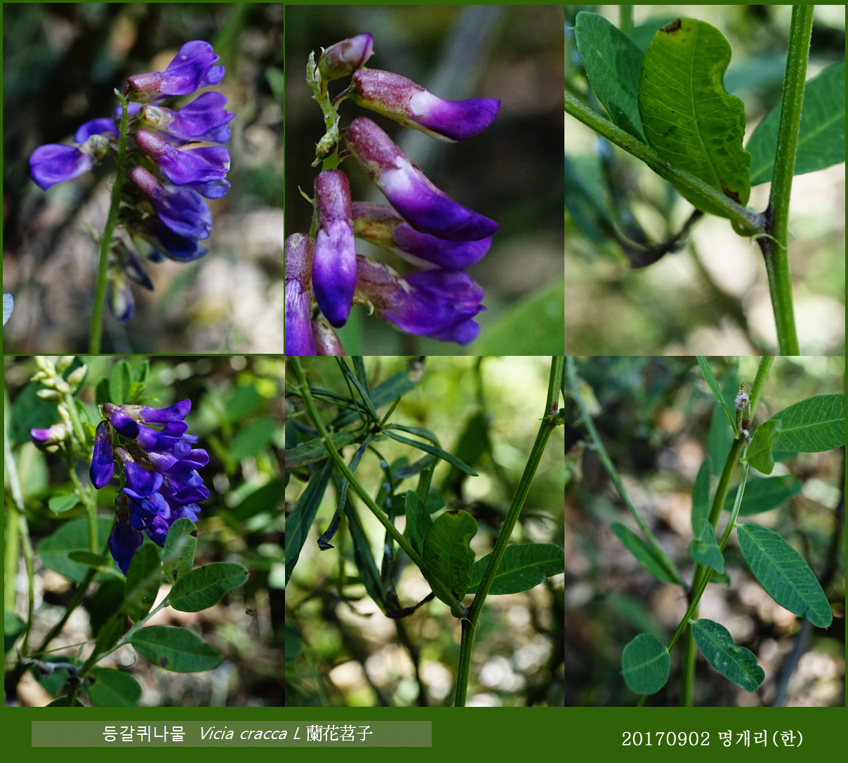 61 등갈퀴나물 0902-2017 오대산명개리 (한)001