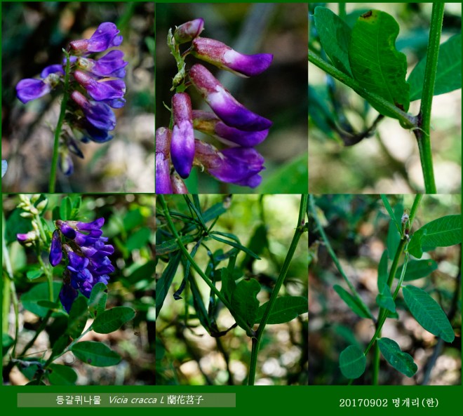 61 등갈퀴나물 0902-2017 오대산명개리 (한)001