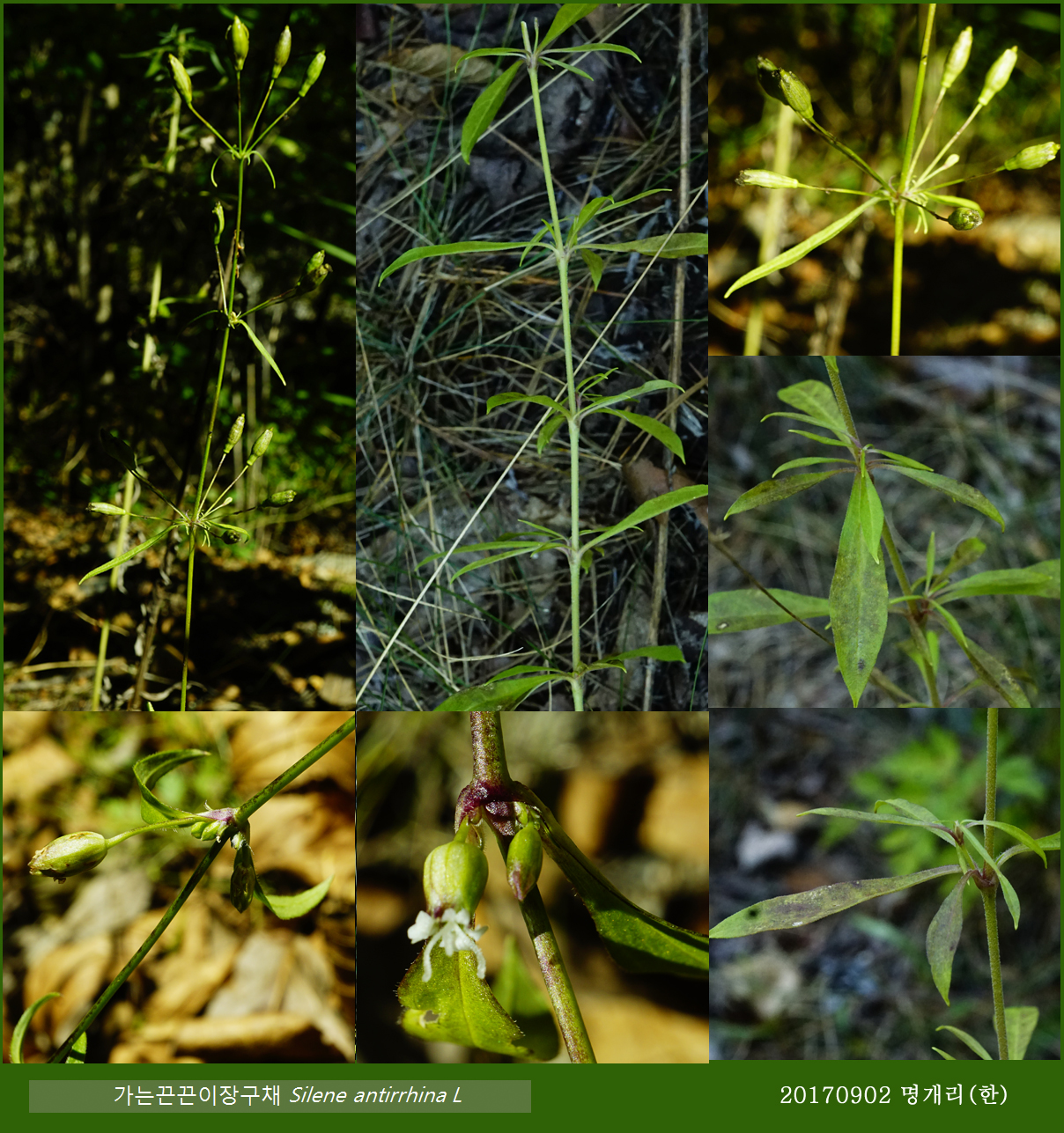 62-가는끈끈이장구채 0902-2017 오대산명개리 (한)011