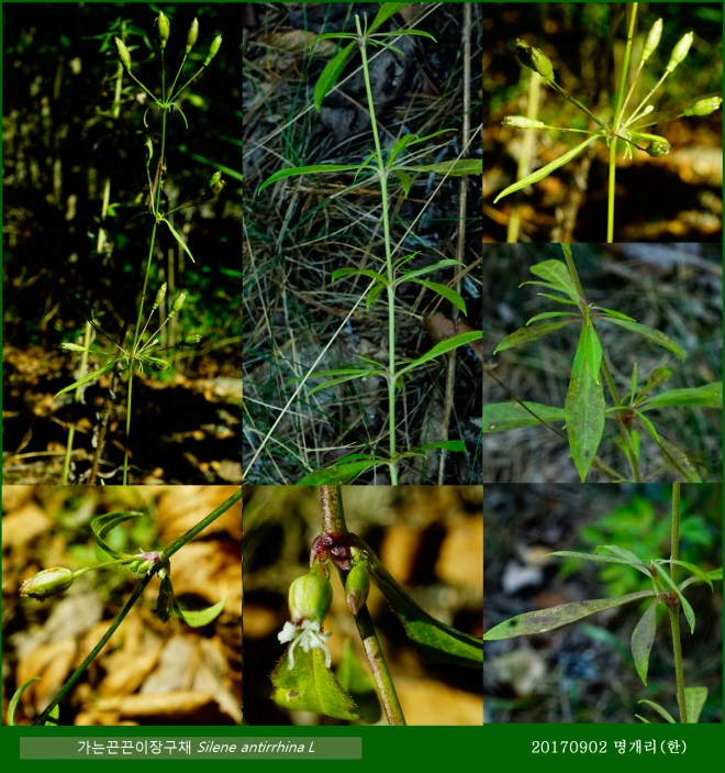 62-가는끈끈이장구채 0902-2017 오대산명개리 (한)011