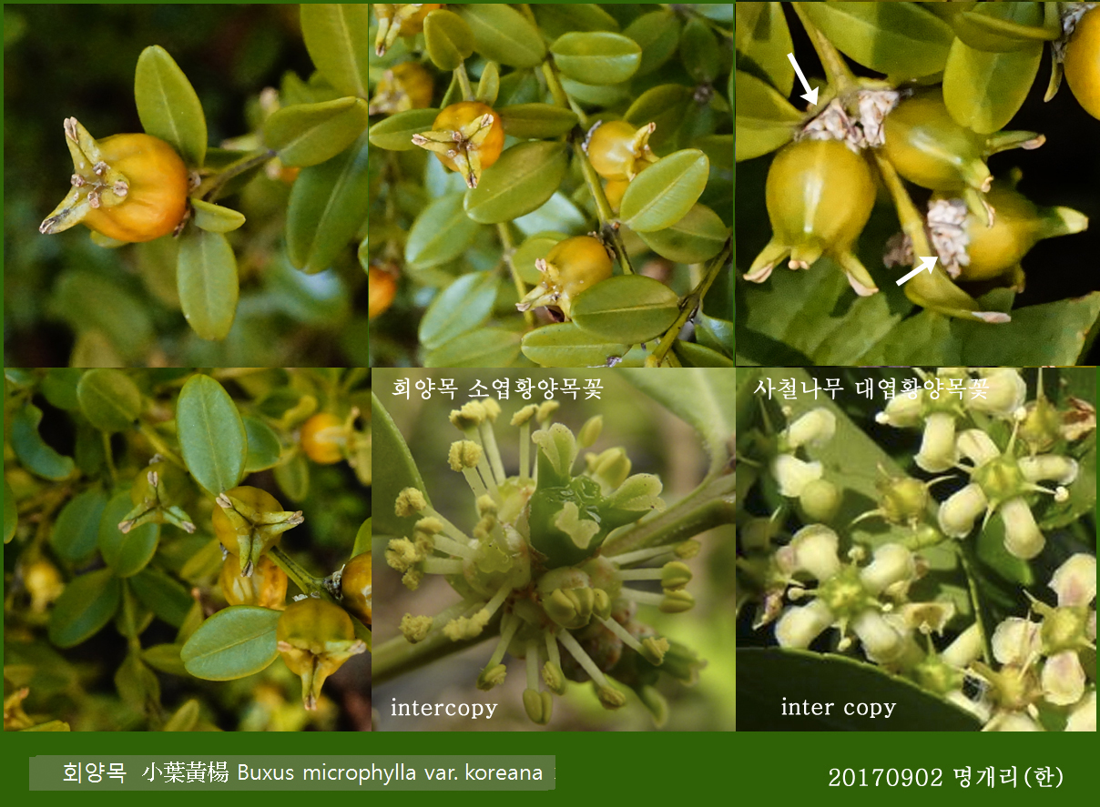 63-회양목 0902-2017 오대산명개리 (한)002