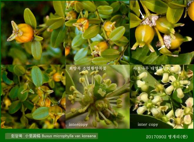 63-회양목 0902-2017 오대산명개리 (한)002