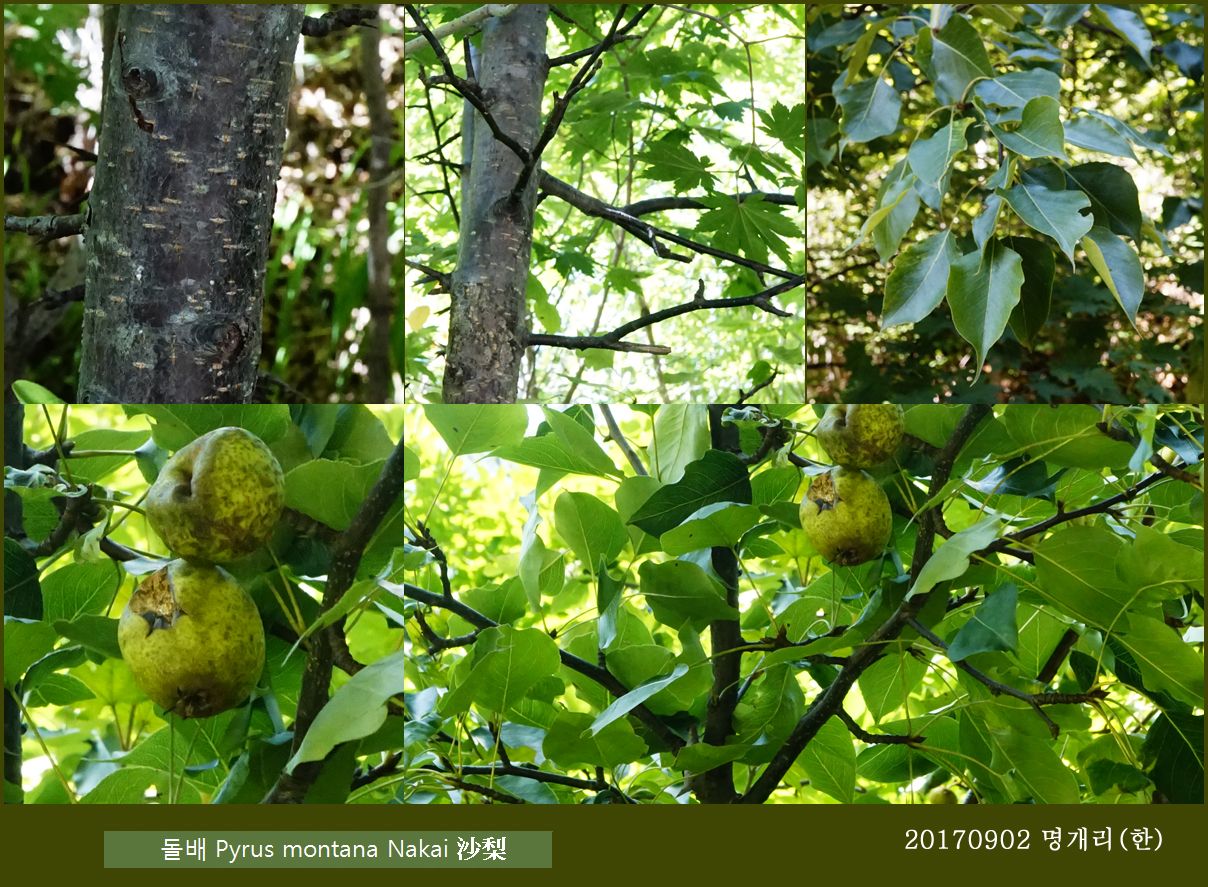 64-돌배 0902-2017 오대산명개리 (한)007