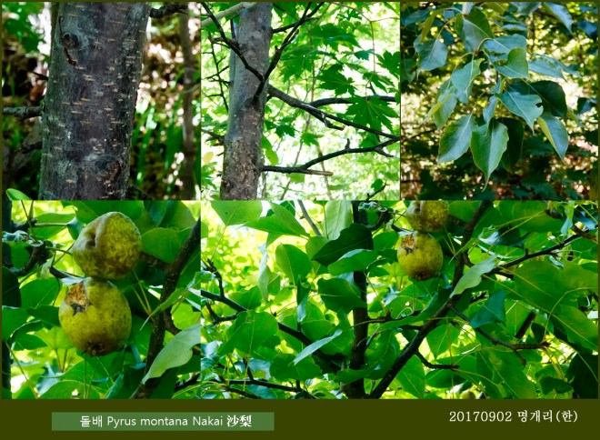 64-돌배 0902-2017 오대산명개리 (한)007