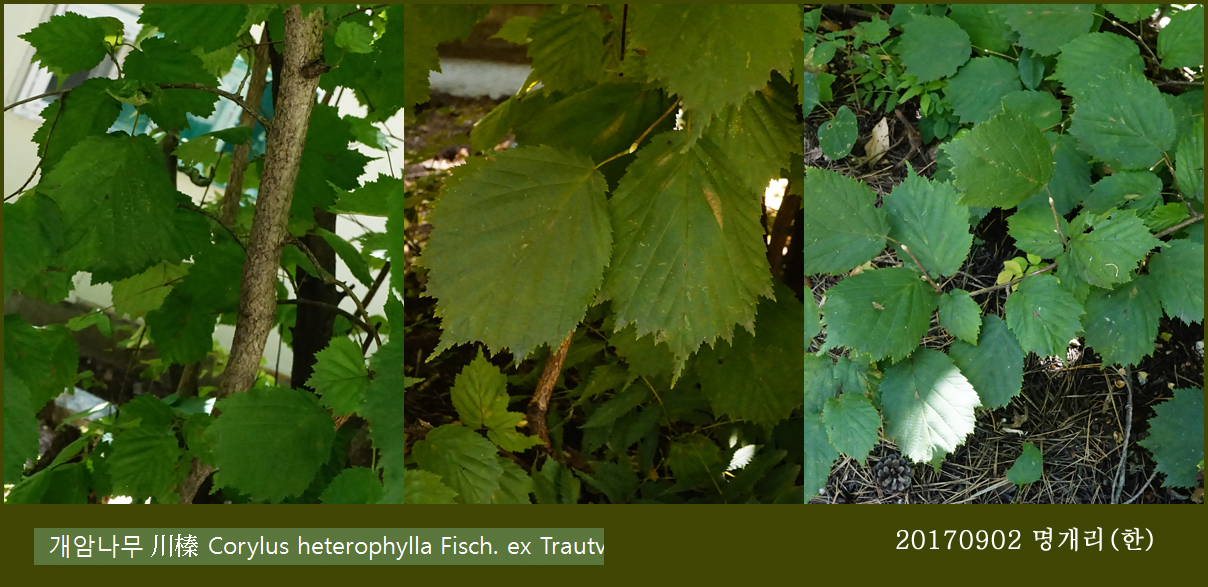 65-개암나무 0902-2017 오대산명개리 (한)003