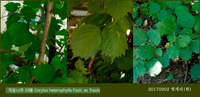 65-개암나무 0902-2017 오대산명개리 (한)003