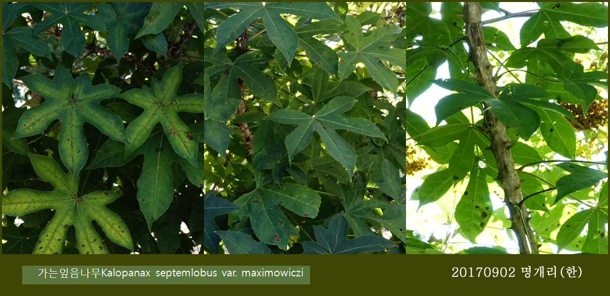 66-가는잎엄나무 0902-2017 오대산명개리 (한)001