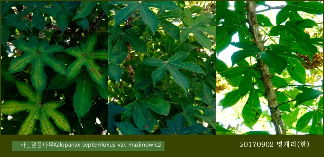 66-가는잎엄나무 0902-2017 오대산명개리 (한)001