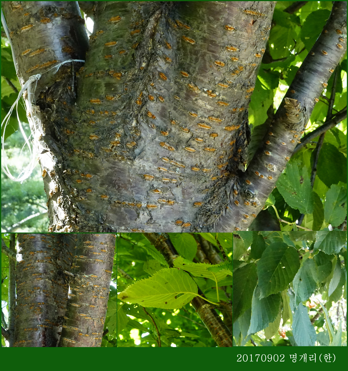 68-산벗찌나무 0902-2017 오대산명개리 (한)001