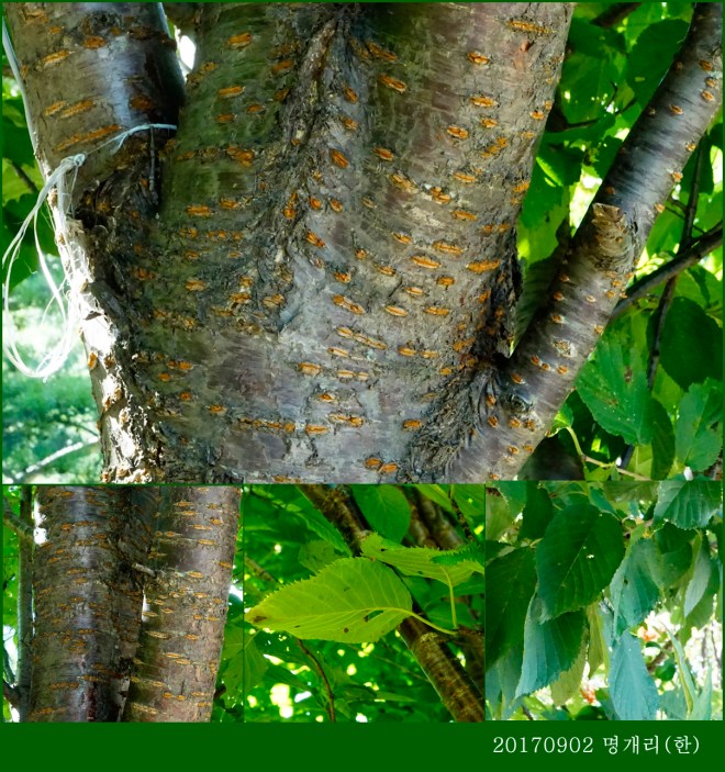 68-산벗찌나무 0902-2017 오대산명개리 (한)001