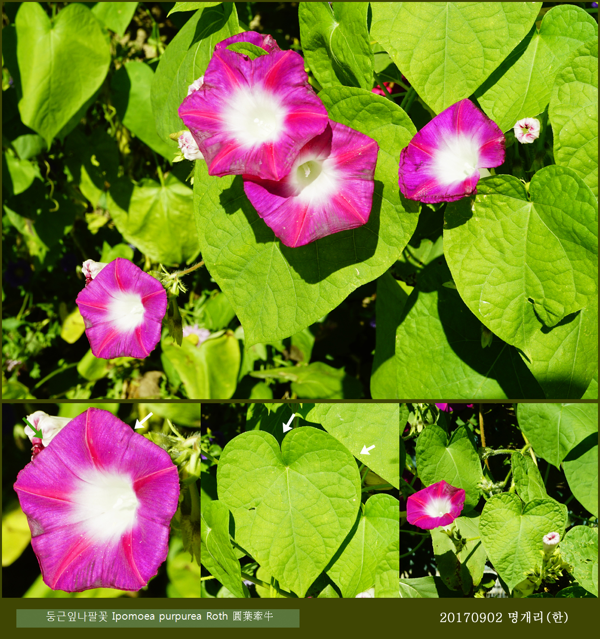 69-둥근잎나팔꽃 0902-2017 오대산명개리 (한)001