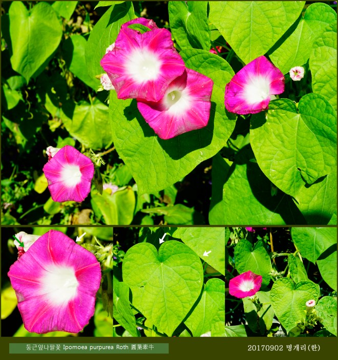69-둥근잎나팔꽃 0902-2017 오대산명개리 (한)001