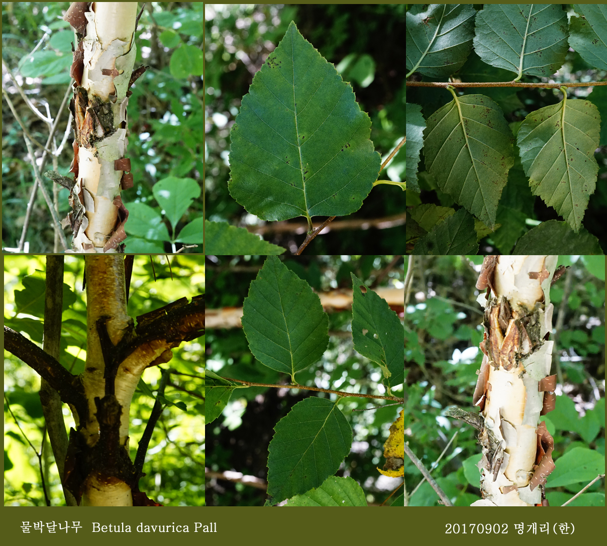 69-물박달나무-  0902-2017 오대산명개리 (한)00001.jpg